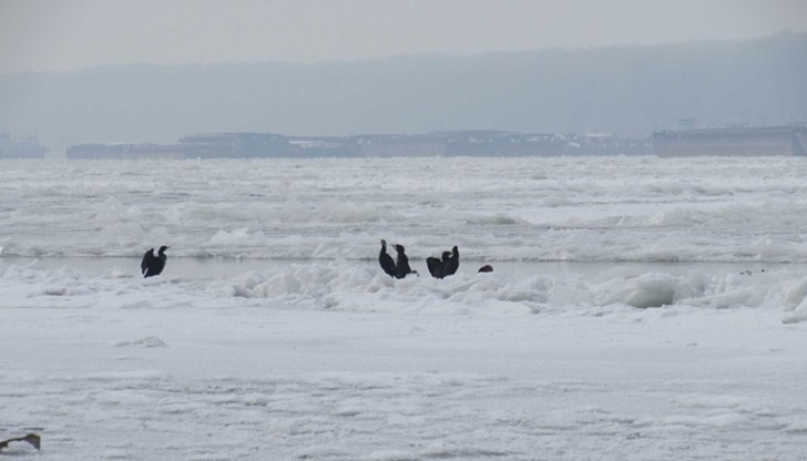 Причината е както в ниските температури, така и в образувалия се запор на реката Причината е както в ниските температури, така и в образувалия се запор на реката