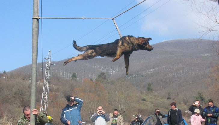 В Бродилово кипи трескава подготовка за въртенето на четириногите В Бродилово кипи трескава подготовка за въртенето на четириногите