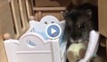 Възпитан хамстер се храни с лъжица