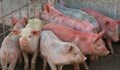 Чужденец брои 20 хиляди евро за българско шарено прасенце