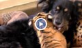 Куче стана бавачка на тигърчета