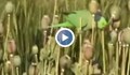 Наркозависими папагали досаждат на индийски фермери