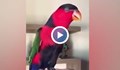Представяме ви папагала - телефон