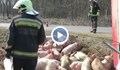 Пожарникари гонят прасета на полето