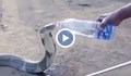 Жадна кобра проси вода от хората