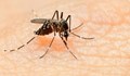 Община Русе трябва незабавно да вземе мерки срещу комарите