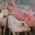 Чужденец брои 20 хиляди евро за българско шарено прасенце