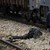 Бърз влак уби 26-годишен мъж