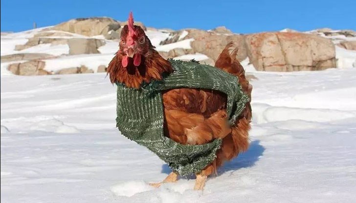 "Не съм си помисляла, че някой може да прави пуловери за пилета."