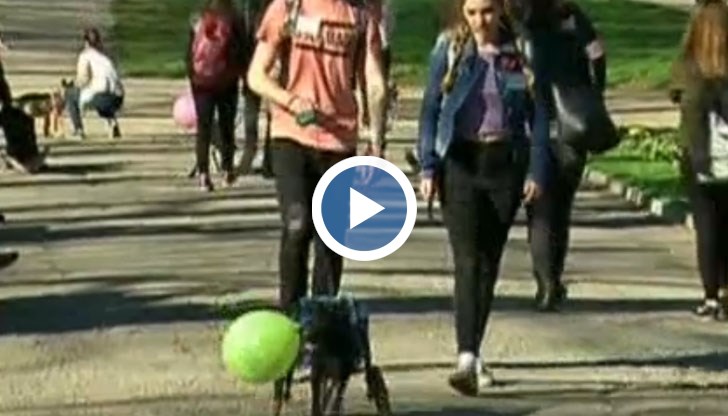 Ученици от Английската гимназия изведоха на разходка 20 от четириногите
