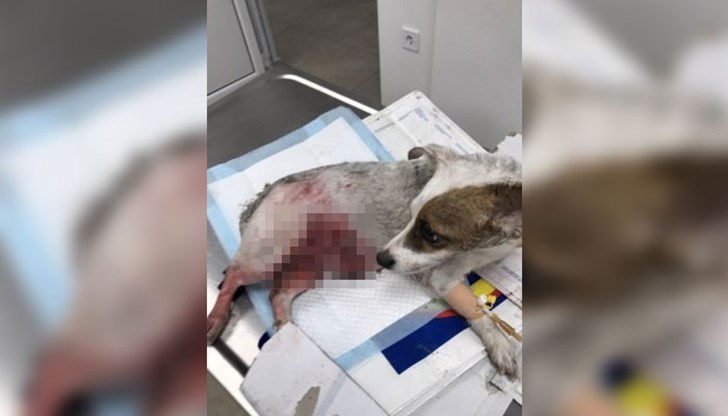 Ще има ли последствия за собственика?