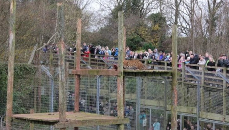 Близо 500 са умрелите животни в британска зоологическа градина