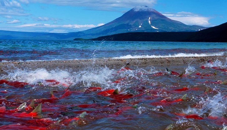 Епицентърът на трусовете е бил на 89 км североизточно от Уст Камчатск Епицентърът на трусовете е бил на 89 км североизточно от Уст Камчатск