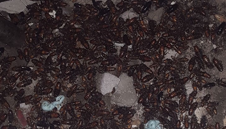 Популацията на гадините е нечувано голяма