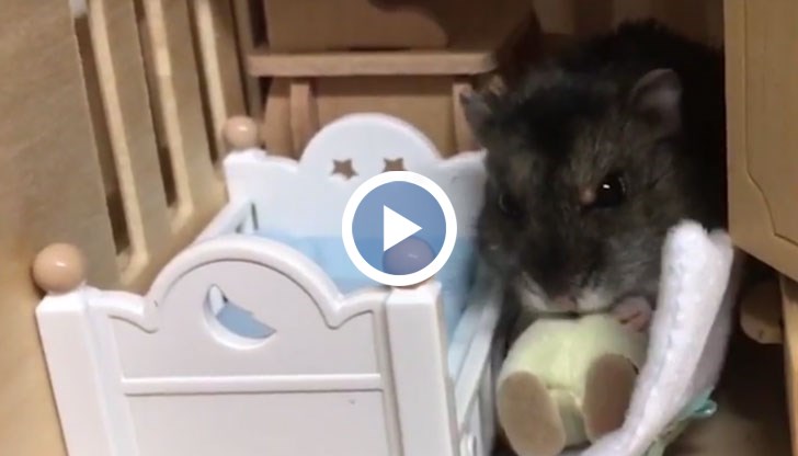 Умният гризач си има дом по поръчка