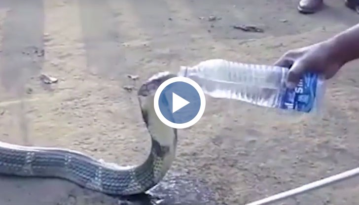 Змията отива в селото да моли за вода, иначе я заплашва смърт