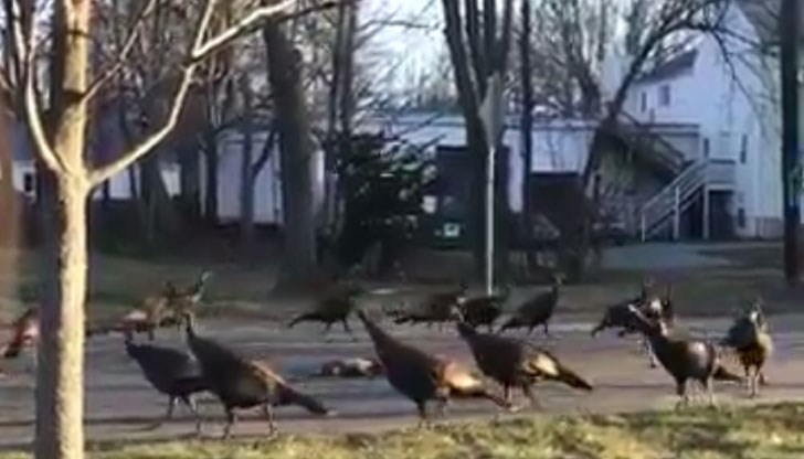 Специалисти дадоха обяснение за поведението на птиците Специалисти дадоха обяснение за поведението на птиците