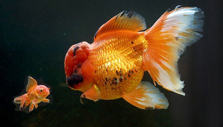 Роки тежи цял килограм