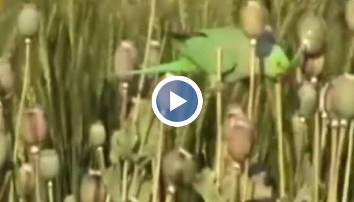 Птиците са много хитри и осъществяват своите набези, без да издават никакъв звук