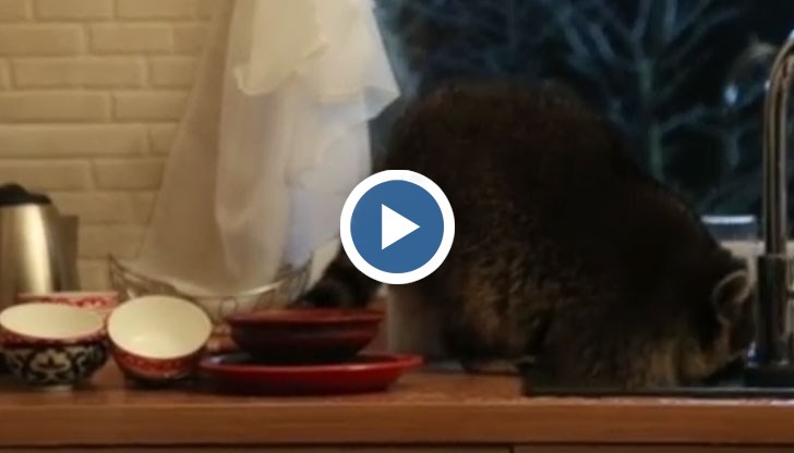 Най-вероятно животинчето е било гладно!