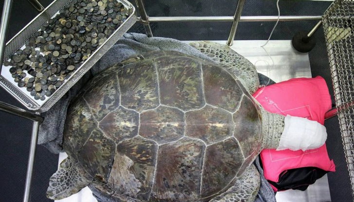 Животното живеело в изкуствено езеро