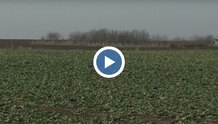 Въздушното пръскане за пореден път скара пчелари, авиатори и няколко институции