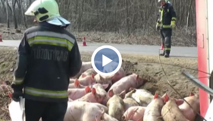 Камион изсипа стотина прасета в канавката след катастрофа