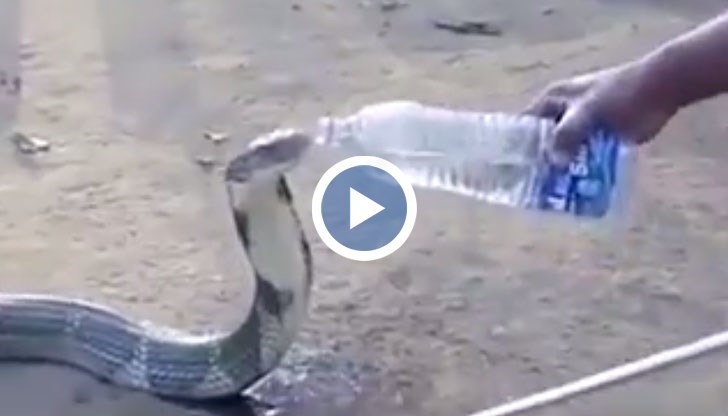 12 метрова кралска кобра, тотално дехидратирана и готова на всичко за вода