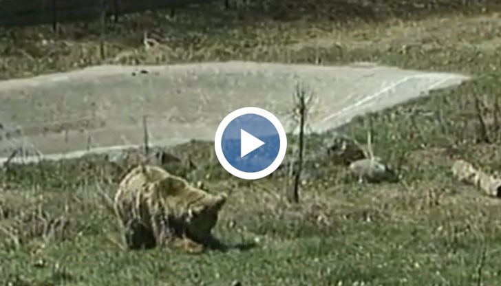 Не се знае дали Бойка и Станди са се събудили, тъй като 6 мечки все още спят зимния си сън