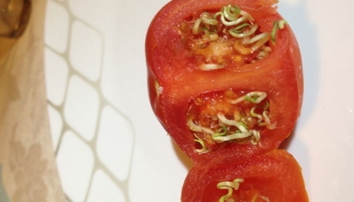 Кой ще се осмели да изяде нещото, каквото и да е то? Кой ще се осмели да изяде нещото, каквото и да е то?