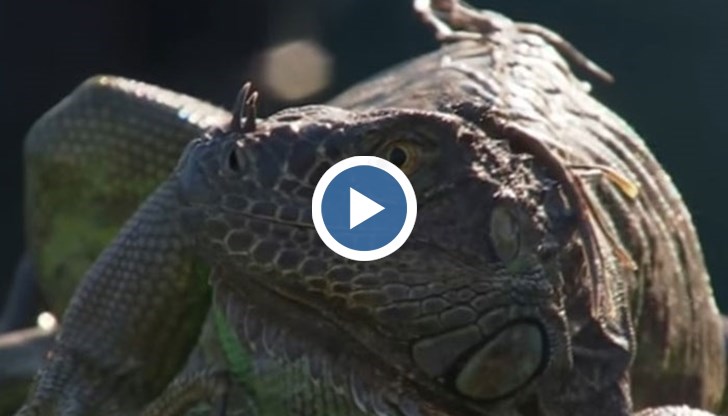 Тя се разходи гордо по корта под възгласите на развълнуваната публика