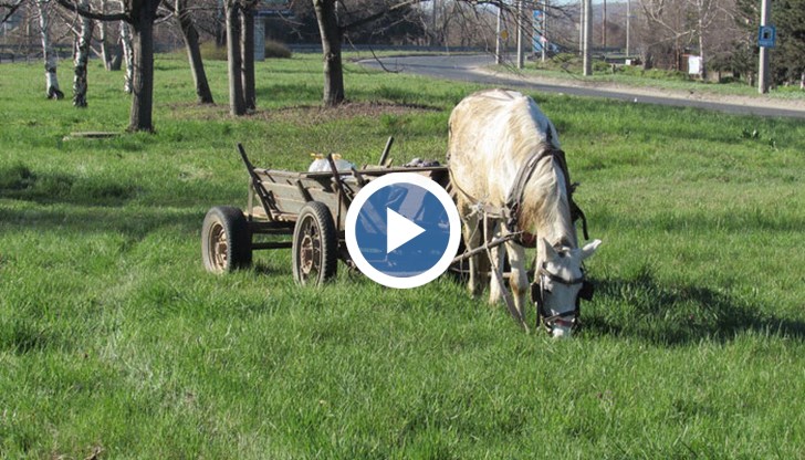 Каруца предизвика катастрофа на бул.“България“ в Русе, малко преди Дунав мост