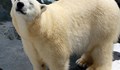 Бяла мечка умря от разбито сърце
