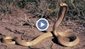 Снимка с кобра уби турист