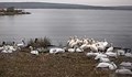 Розови пеликани в резервата „Сребърна“