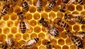 Тровят пчелите в 16 области у нас