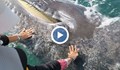 Туристи помилваха кит
