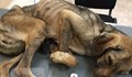Изоставено куче иска да сложи край на живота си