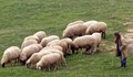 Румънски овчар продава агнета по 50 лева