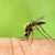 Какво ще стане, ако унищожим всички комари?