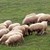Румънски овчар продава агнета по 50 лева