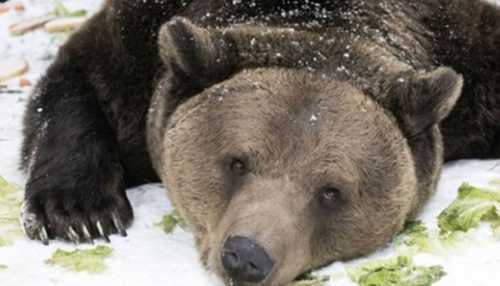 Мечката Вела била обитателка на парка в Белица от 12 години Мечката Вела била обитателка на парка в Белица от 12 години