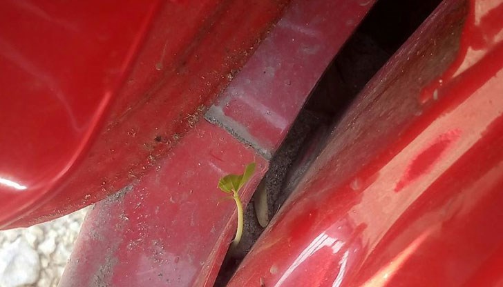 Може дърво, кестен да стане