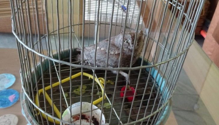 Екземпляр от защитения вид чухъл е освободен днес в природата