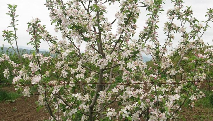 Причината са изключително ниските температури