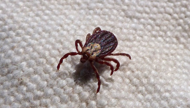 Средството ще държи далеч от вас всякакви буболечки Средството ще държи далеч от вас всякакви буболечки