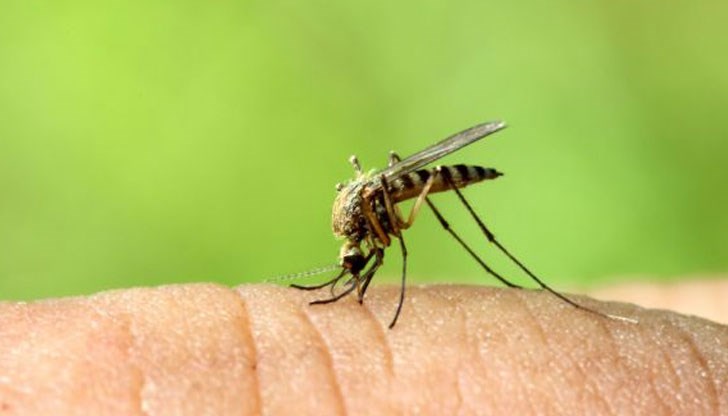 Неизбежно отсъствието на крилатите ще промени нашия живот