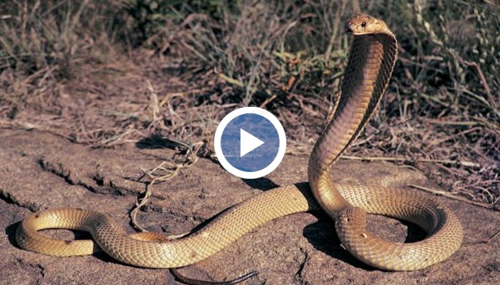 Мъжът дори не усетил какво се е случило, но след секунди пада мъртъв