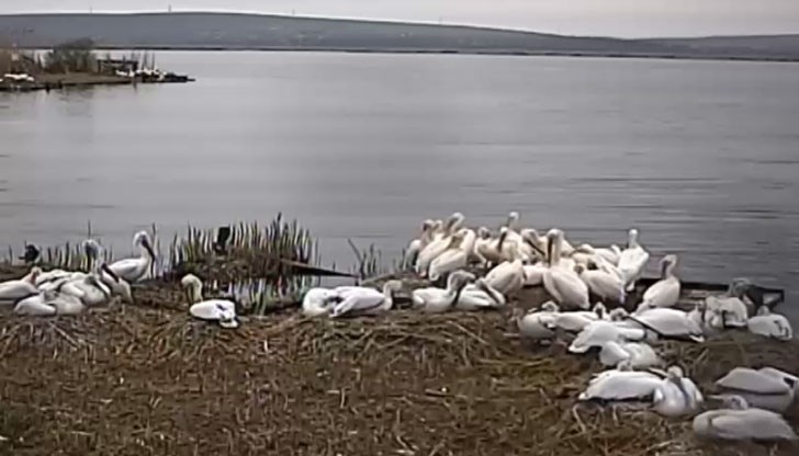 В колонията на къдроглавия пеликан ежедневно е наблюдавано ято от около 20 розови пеликана