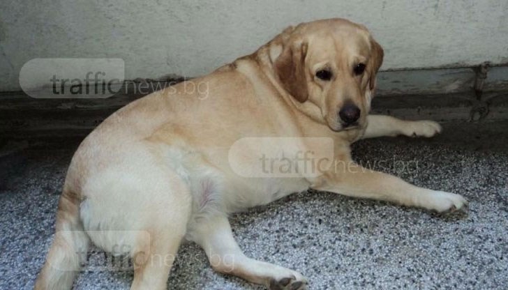 Въпреки усилията на лекарите, Стела е починала в мъки